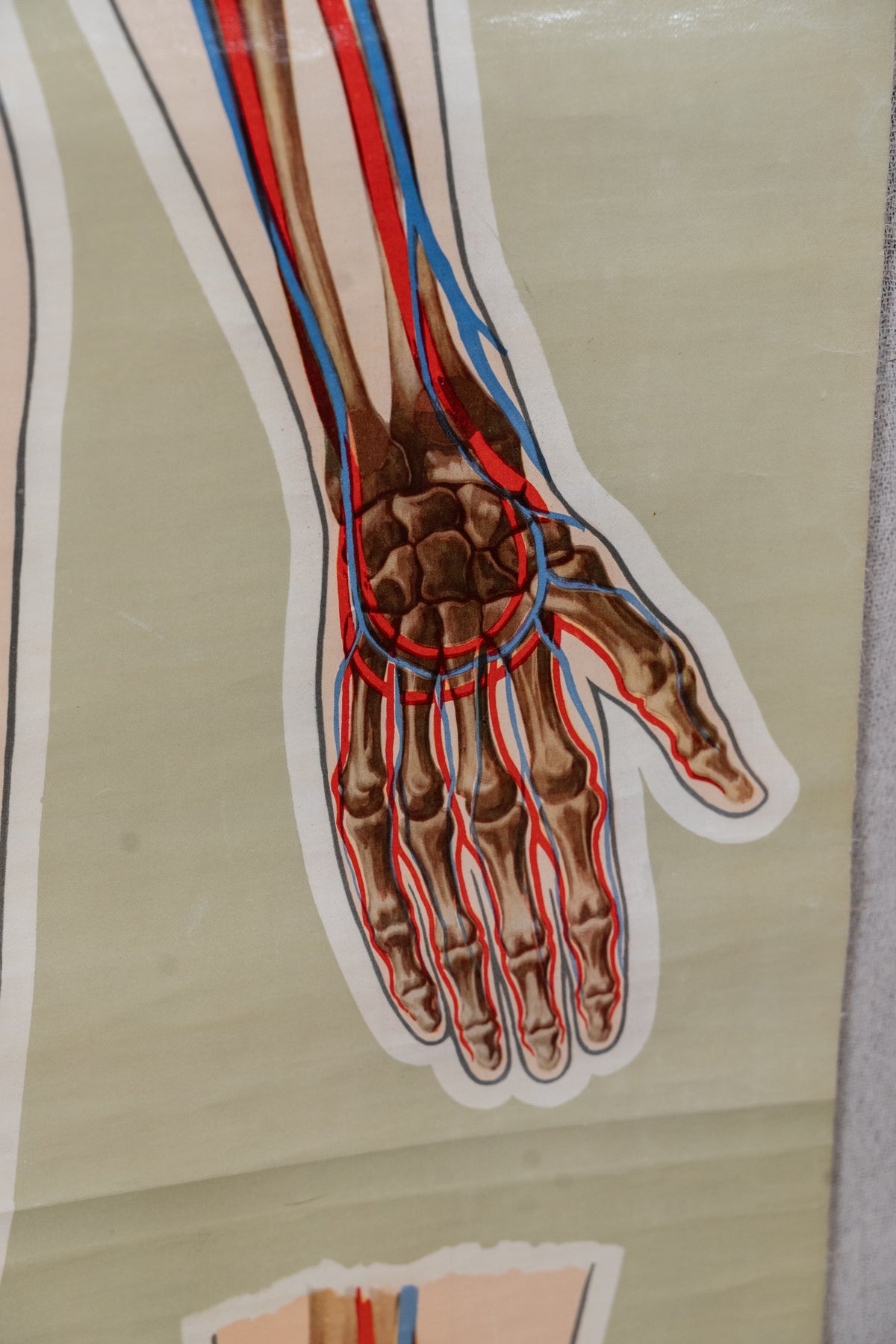 Vintage anatomical chart by J. Teck, produced in the late 1930s for the St John Ambulance Association, illustrating the human skeleton and circulatory system.