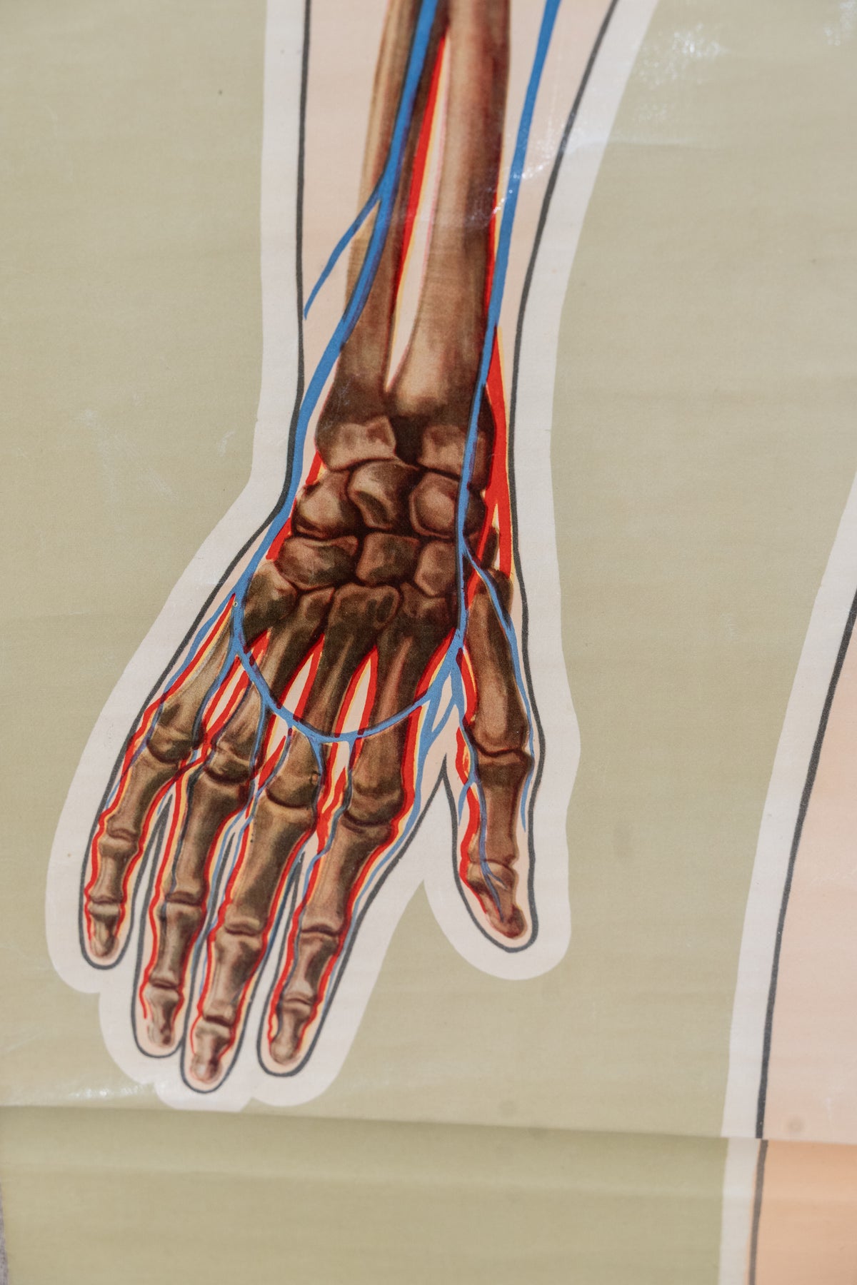 Vintage anatomical chart by J. Teck, produced in the late 1930s for the St John Ambulance Association, illustrating the human skeleton and circulatory system.