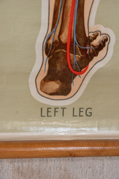 An anatomical poster or diagram showing a cutout illustration of a human left leg with a highlighted red and blue nerve pathway, mounted on a beige wall above a wooden baseboard.