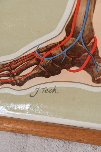 Vintage anatomical chart by J. Teck, produced in the late 1930s for the St John Ambulance Association, illustrating the human skeleton and circulatory system.