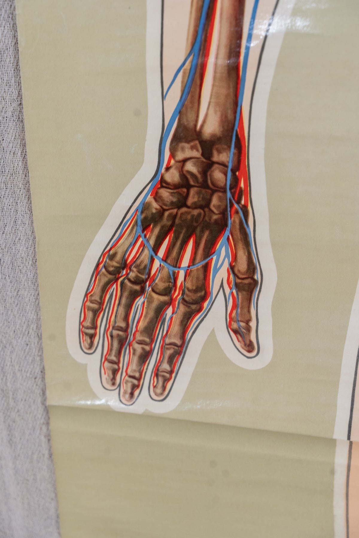 An anatomical diagram of a human hand and wrist showing bones and nerves in red and blue line art, printed on a beige sheet.
