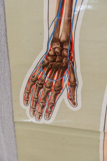 An anatomical diagram of a human hand and wrist showing bones and nerves in red and blue line art, printed on a beige sheet.
