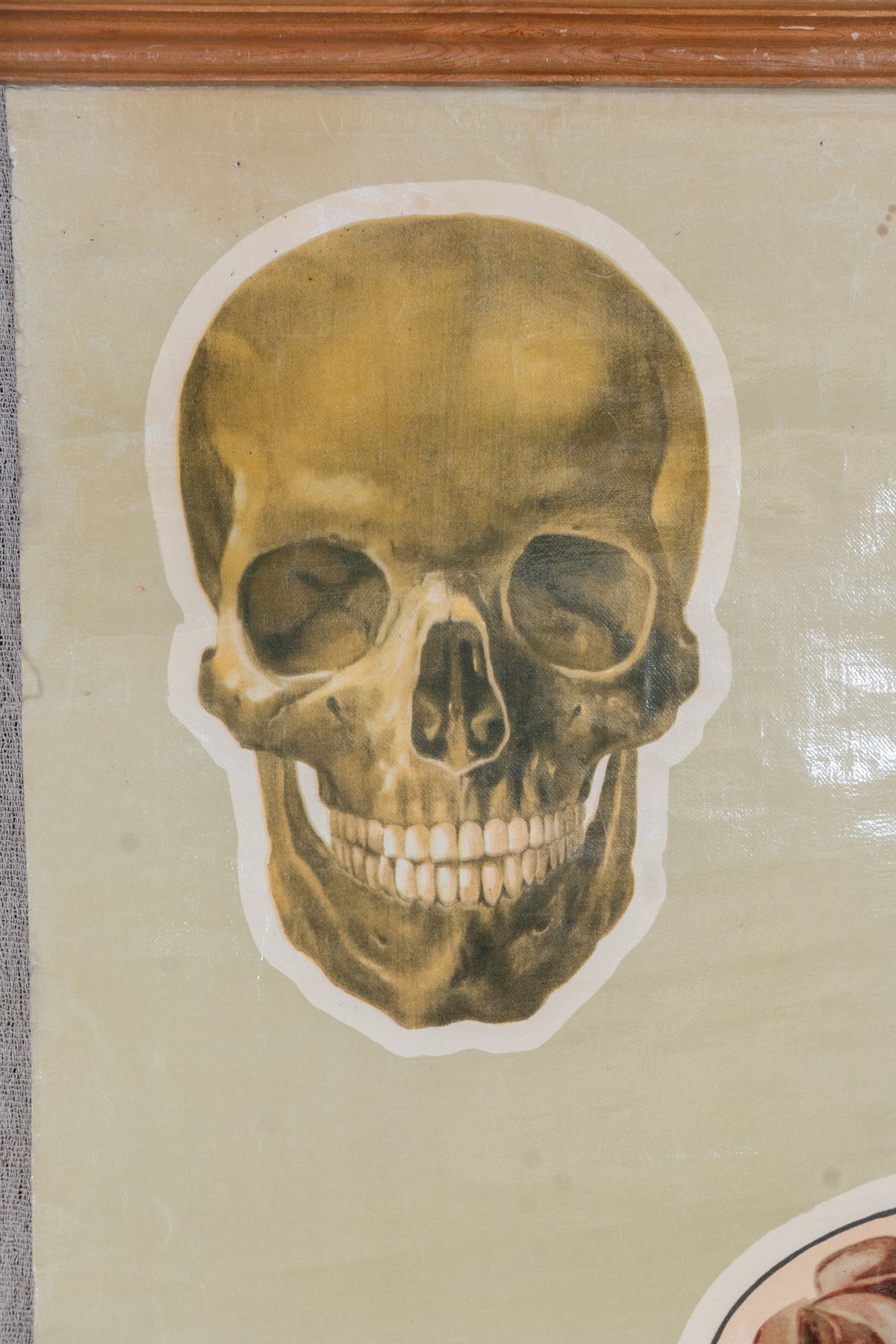 Vintage anatomical chart by J. Teck, produced in the late 1930s for the St John Ambulance Association, illustrating the human skeleton and circulatory system.