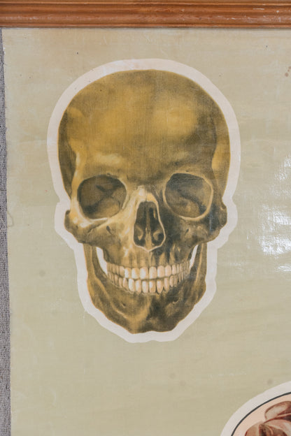 Vintage anatomical chart by J. Teck, produced in the late 1930s for the St John Ambulance Association, illustrating the human skeleton and circulatory system.