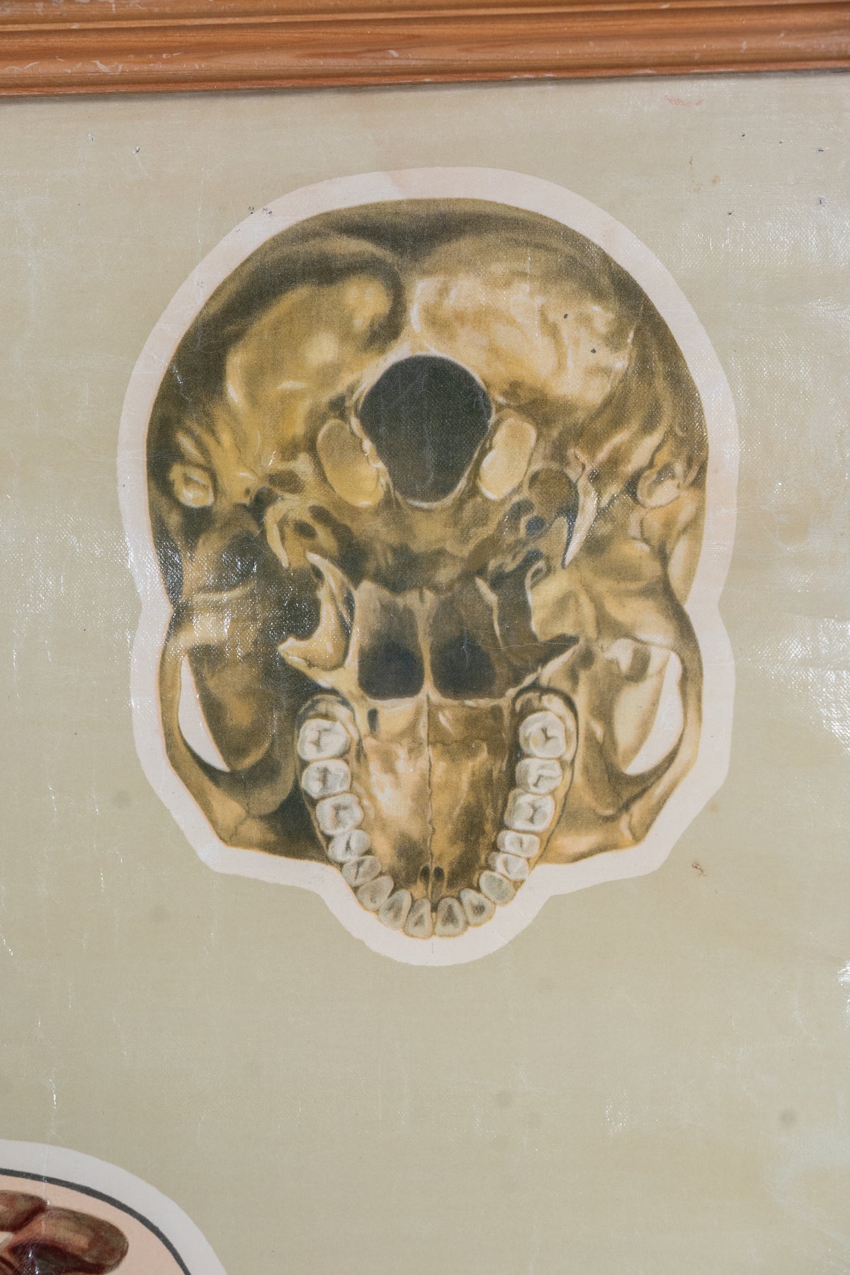 Vintage anatomical chart by J. Teck, produced in the late 1930s for the St John Ambulance Association, illustrating the human skeleton and circulatory system.