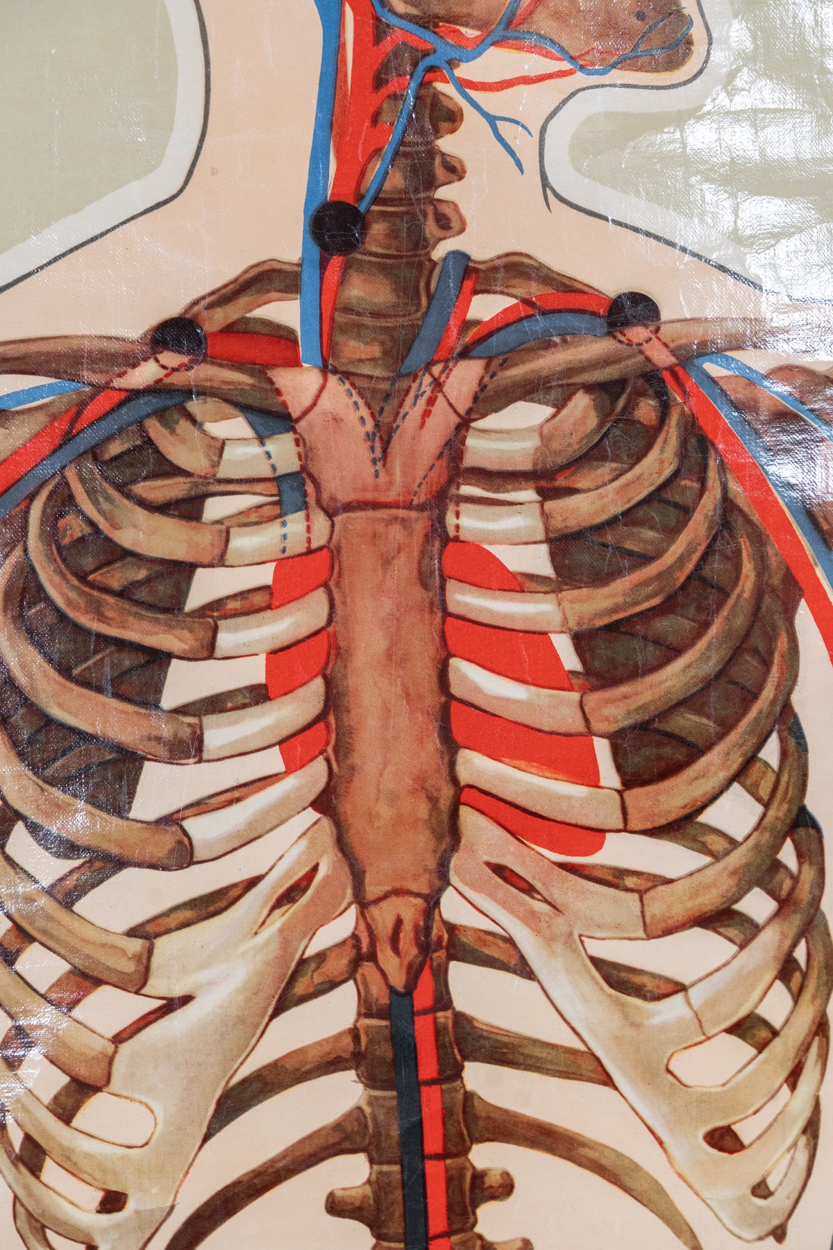 Vintage anatomical chart by J. Teck, produced in the late 1930s for the St John Ambulance Association, illustrating the human skeleton and circulatory system.