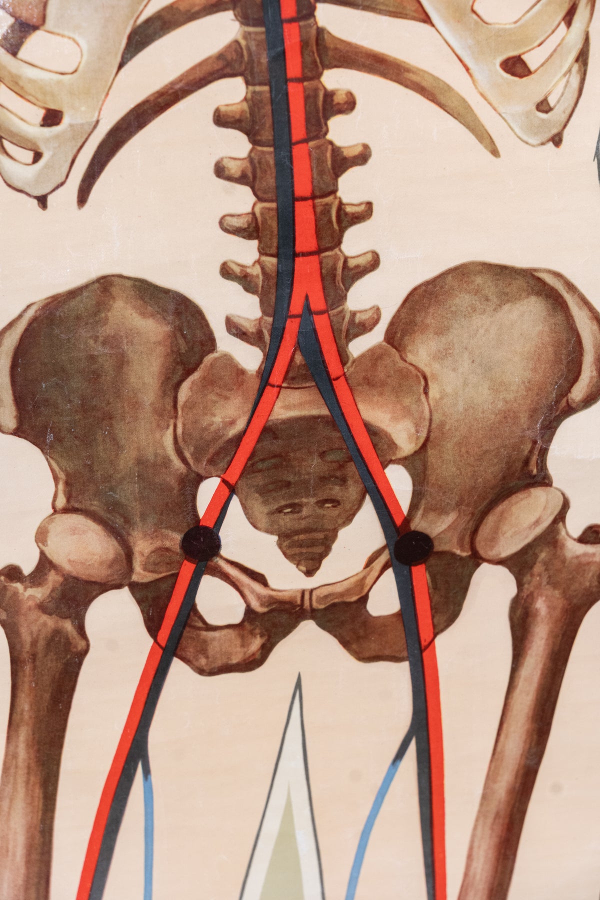 Vintage anatomical chart by J. Teck, produced in the late 1930s for the St John Ambulance Association, illustrating the human skeleton and circulatory system.