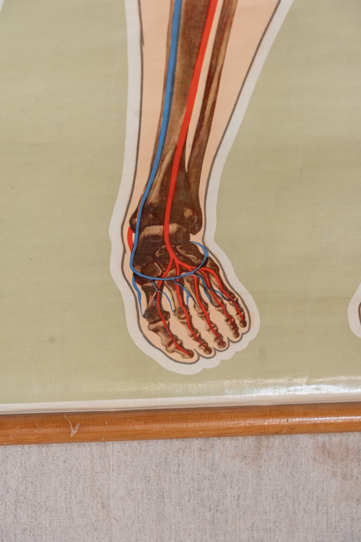 Vintage anatomical chart by J. Teck, produced in the late 1930s for the St John Ambulance Association, illustrating the human skeleton and circulatory system.