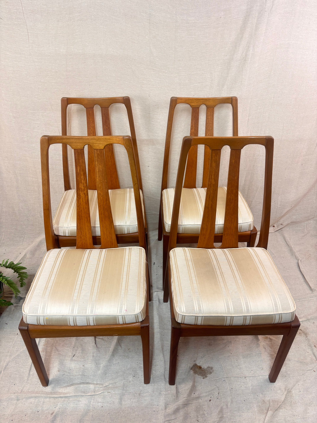 4 dining chairs with seat pads on a cream cloth background