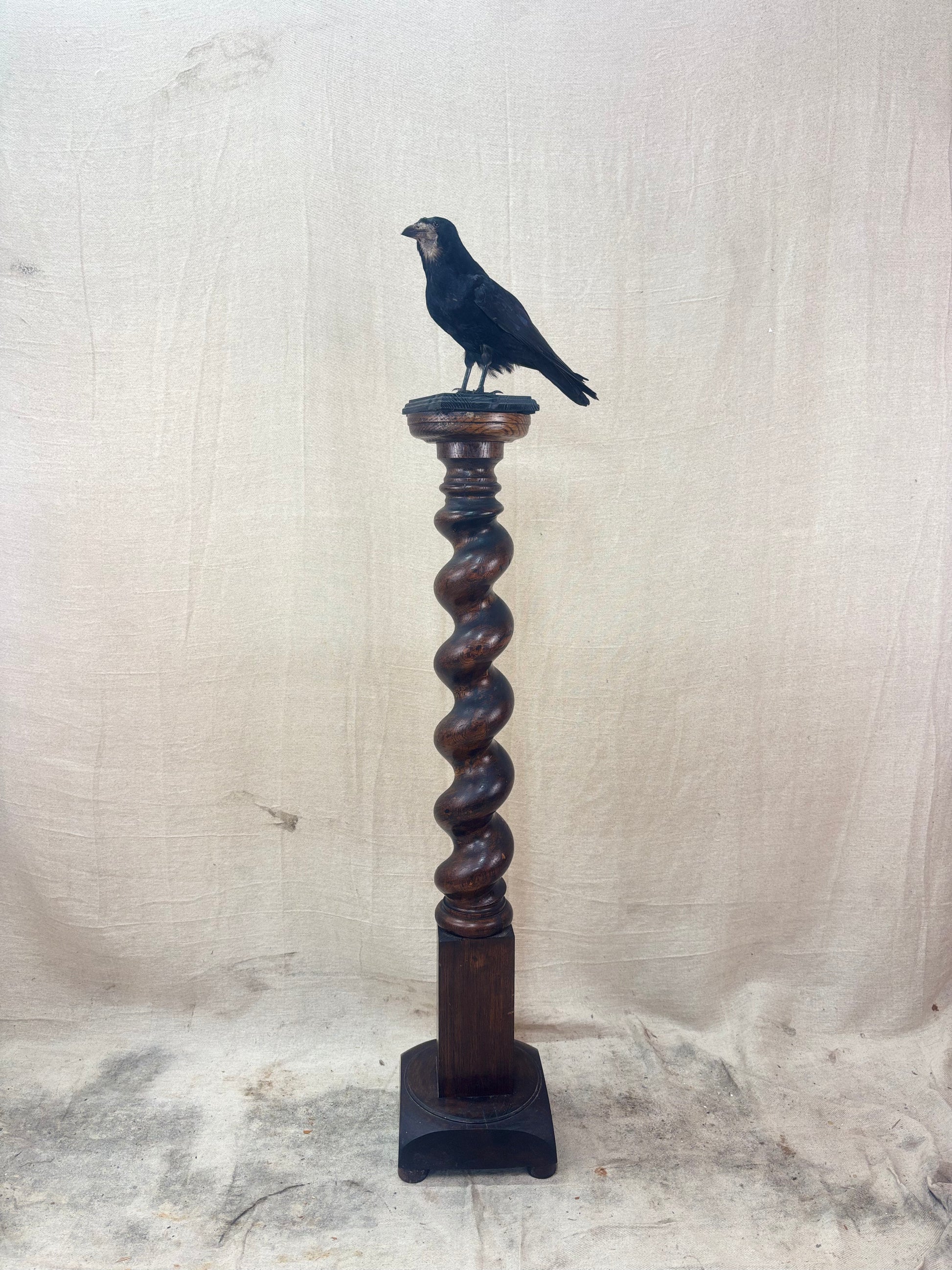 A black rook perched on a wooden spiral column against a textured white background